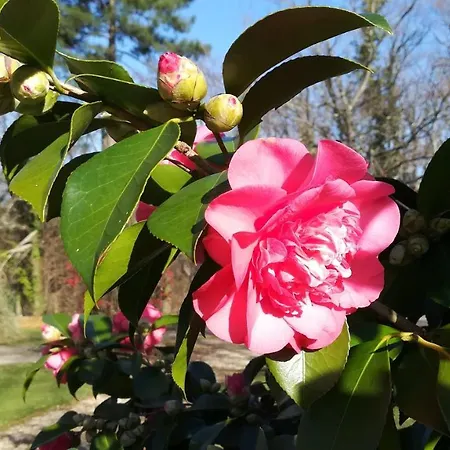 Le Jardin De Myrtille 3*